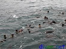 Juvenile Zalophus californianus (California Sea Lion)