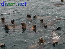 Juvenile Zalophus californianus (California Sea Lion)