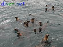 Juvenile Zalophus californianus (California Sea Lion)