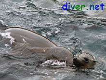 Juvenile Zalophus californianus (California Sea Lion)