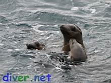 Juvenile Zalophus californianus (California Sea Lion)