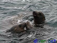 Juvenile Zalophus californianus (California Sea Lion)