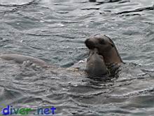 Juvenile Zalophus californianus (California Sea Lion)