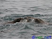 Juvenile Zalophus californianus (California Sea Lion)