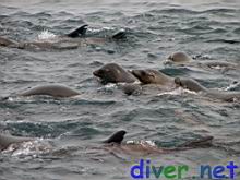 Juvenile Zalophus californianus (California Sea Lion)