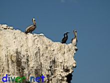 birds on the rock near Arch Point, Santa Cruz Island