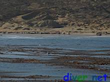Mirounga angustirostris (Northern Elephant Seal) laying on the beach at Dutch Harbor, San Nicolas Island, California