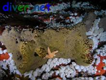 Pisaster ochraceus (Ochre Sea Star) on a algae coated Spheciospongia confoederata (Gray Moon Sponge) and surrounded by Metridium senile fimbriatum (White Anemone)