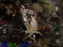 Loxorhynchus crispatus (Moss Crab)