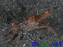Cancer branneri (Cancer Crab)