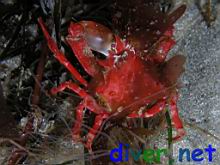 Pugettia richii (Cryptic Kelp Crab)