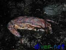 Cancer productus (Red Rock Crab) without it's missing left claw