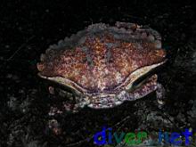 Cancer productus (Red Rock Crab) without it's missing left claw