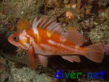 Sebastes caurinus (Copper rockfish)
