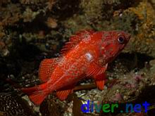 A juvenile Sebastes miniatus (Vermillion Rockfish)