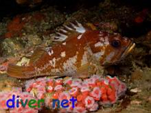 Sebastes carnatus (Gopher rockfish)