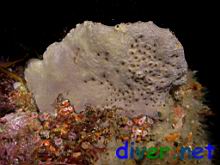 Spheciospongia confoederata (Gray Moon Sponge) wint embedded Barnacles
