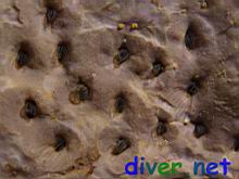 Barnacles feeding through openings in Spheciospongia confoederata (Gray Moon Sponge)