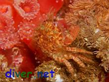 Cancer branneri (Furrowed Rock Crab)