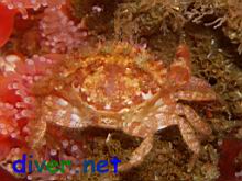 Cancer branneri (Furrowed Rock Crab)
