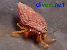 Pagurus sp. 1 (Hermit Crab)  on Spheciospongia confoederata (Gray Moon Sponge)
