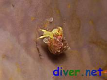 Pagurus sp. (Hermit Crab)  on Spheciospongia confoederata (Gray Moon Sponge)