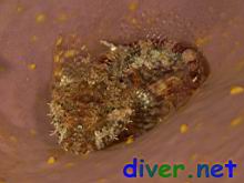Artedius harringtoni (Scalyhead Sculpin) on Spheciospongia confoederata (Gray Moon Sponge)