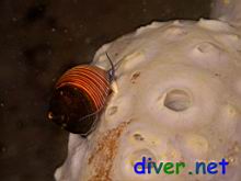 Calliostoma ligatum (Blue Top Snail,  Blue Top Shell, Costate Top Shell) on  Spheciospongia confoederata (Gray Moon Sponge)