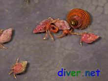 Pagurus sp. 1 (Hermit Crab) & Calliostoma ligatum (Blue Top Snail,  Blue Top Shell, Costate Top Shell) on  Spheciospongia confoederata (Gray Moon Sponge)