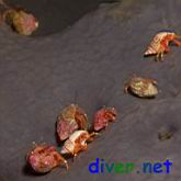 Pagurus sp. 1 (Hermit Crab)  on Spheciospongia confoederata (Gray Moon Sponge)