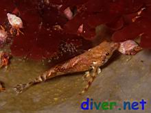 Oxylebius pictus (Painted Greenling) &  Pagurus sp. 1 (Hermit Crab) on Spheciospongia confoederata (Gray Moon Sponge)