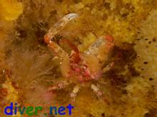 Juvenile Loxorhynchus crispatus (Moss Crab)