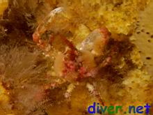 Juvenile Loxorhynchus crispatus (Moss Crab)