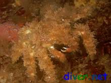 Juvenile Loxorhynchus grandis (Sheep Crab)