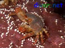 Juvenile Loxorhynchus crispatus (Moss Crab) on Pisaster ochraceus (Ochre Star)