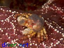 Juvenile Loxorhynchus crispatus (Moss Crab) on Pisaster ochraceus (Ochre Star)