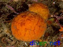 Tethya aurantia (Orange Puffball Sponge)