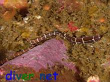Tubulanus sexlineatus (nemertean worm)
