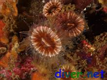 Paracyathus stearnsi (Solitary Brown Cup Coral)