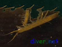 Idotea resecata (Concave isopod, eelgrass isopod, cut-tailed isopod, seaweed isopod, kelp isopod, transparent isopod) mating