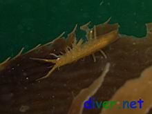 Idotea resecata (Concave isopod, eelgrass isopod, cut-tailed isopod, seaweed isopod, kelp isopod, transparent isopod) mating