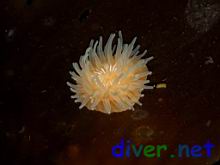 Epiactis prolifera (Brooding anemone) oa a leaf of Macrocystis pyrifera (Giant Kelp)