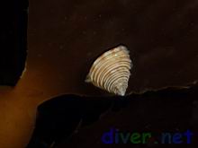 Calliostoma canaliculatum (Channeled Top Snail)  on Macrocystis pyrifera (Giant Kelp)