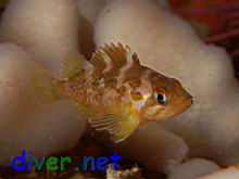 A small Sebastes carnatus (Gopher Rockfish)