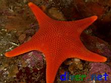 Mediaster aequalis (Vermilion Star, Red Sea Star)