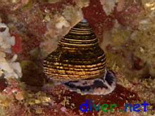 Calliostoma ligatum (Blue Top Snail,  Blue Top Shell, Costate Top Shell)