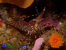 Pandalus danae (Dock Shrimp or Coon-Stripe Shrimp) & Balanophyllia elegans (Orange Cup Coral)