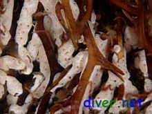 Didemnum carnulentum (Colonial Tunicate) in the holdfast of Macrocystis pyrifera (Giant Kelp)