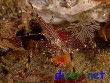 Pandalus danae (Dock Shrimp or Coon-Stripe Shrimp)