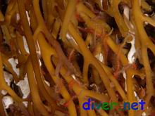 The holdfast of Macrocystis pyrifera (Giant Kelp)